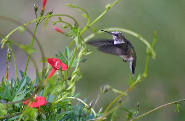 Creation of Hummingbird: Step 1